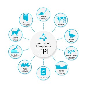 Common Sources of Phosphorus