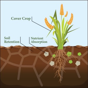 How cover crops work Cover crop illustration