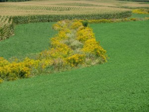 Filter Strip Planted Next to a Field Ditch.