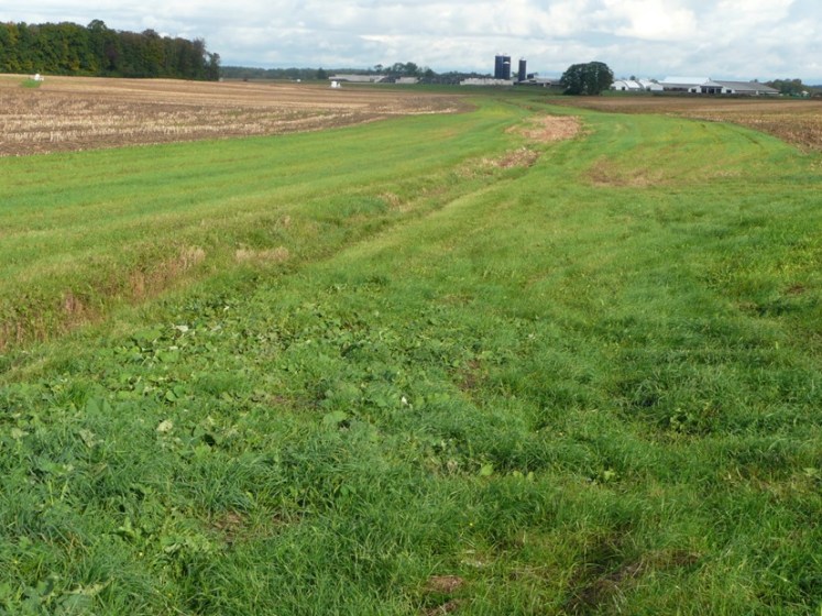 Filter strip along the edge of a field